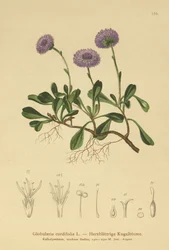 Hjärtbladiga tusensköna (Globularia cordifolia)