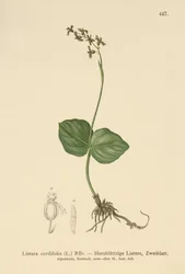 Hjärtbladiga Twayblade (Listera cordata, Listera cordifolia, Neottia cordata)