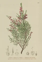 Ljung (Calluna vulgaris)