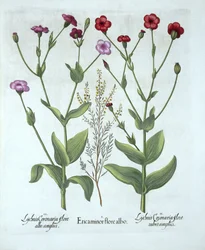 Heather and Two Kinds of Lychnis, från Hortus Eystettensis, av Basil Besler (1561-1629), pub. 1613 (handfärgad gravyr)
