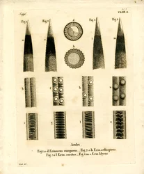 Hedgehog Prickles (färgad gravyr)