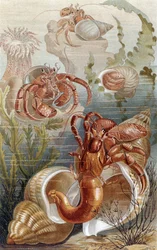 Eremitkräftor, tallrik från Brehms djurliv: allmän kunskap om djurriket, vol.10, s.38, utgiven av Bibliografiska institutet, 1893