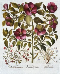 Hibiscus syriacus, Stinking Camomile och från Hortus Eystettensis, av Basil Besler (1561-1629) pub. 1613
