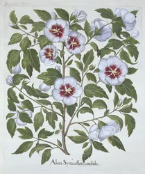 Hibiscus syriacus, från Hortus Eystettensis, av Basil Besler (1561-1629), pub. 1613 (handfärgad gravyr)