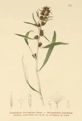 Highland Cudweed (Gnaphalium norvegicum)