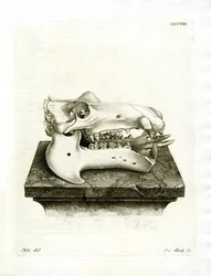 Hippo Skull (färgad gravyr)