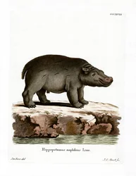 Flodhäst (färgad gravyr)