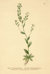 Hoary Whitlow-grass (Draba Thomasii)