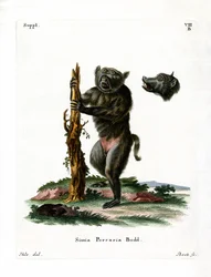 Svin-faced babian (färgad gravyr)
