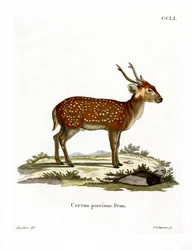 Hog Deer (färgad gravyr)