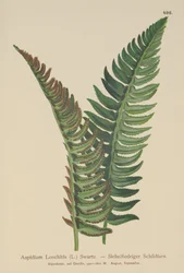 Holly ormbunke (Aspidium Lonchitis, Polystichum lonchitis)