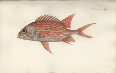 Holocentrus ascensionis, före 1790 (wc på papper)