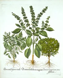 Helig basilika, och ytterligare två varianter av basilika, från "Hortus Eystettensis", av Basil Besler
