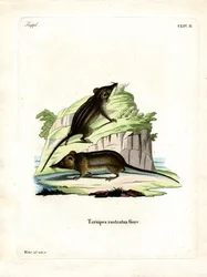 Honey Possum (färgad gravyr)