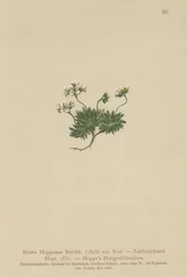Hoppes Whitlow-gräs (Draba Hoppeana, Draba Zahlbruckneri)