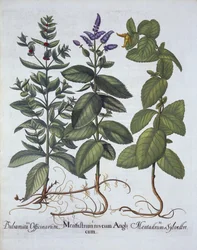 Horsemint and Spearmint, från Hortus Eystettensis, av Basil Besler (1561-1629), pub. 1613 (handfärgad gravyr)