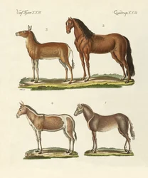 Hästar och åsnor