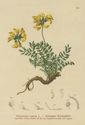 Hästskovicker (Hippocrepis comosa)