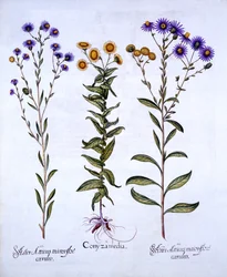 HorseweedButterweedFleabane och European Michaelmas Daisies, från Hortus Eystettensis, av Basil Besler (1561-1629), pub. 1613 (handfärgad gravyr)