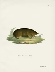 Hottentot Golden Mole (färgad gravyr)