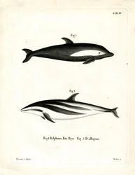Timglas delfin (färgad gravyr)