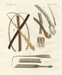 Människo- och djurhår