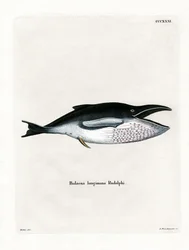 Knölval (färgad gravyr)