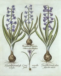 Hyacinter och en höstkrokus, från Hortus Eystettensis, av Basil Besler (1561-1629), pub. 1613 (handfärgad gravyr)