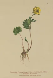 Hybrid smörblomma (Ranunculus Pythora, Ranunculus hybridus)