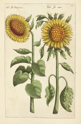 Illustration från "Florilegium ... behandling av olika blommor och andra indexväxter som livfullt avgränsade i två delar och fyra språk arrangerade