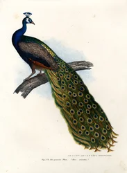 Indisk blå påfågel, 1864