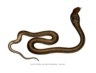 Indian Cobra (färg litho)