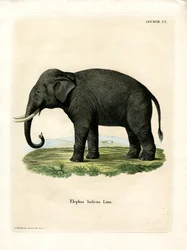 Indisk elefant (färgad gravyr)