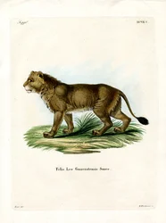 Indian Lion (färgad gravyr)