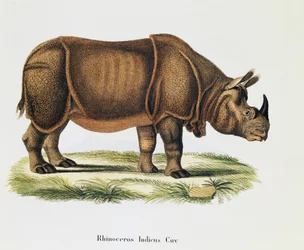 Indiska noshörningar (Rhinoceros indicus), från däggdjur illustrerade från naturen med beskrivningar, av Johann Christian Daniel von Schreber (1739-1810), gravyr och teckning av A Fleischmann, volym 6-7, tabell 317-D-D, Tyskland