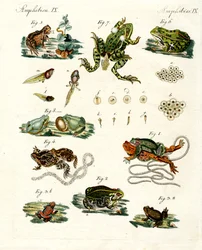 Inhemska grodor och paddor
