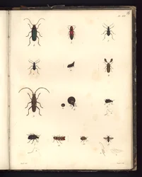 Insecta, Pl. XVI, illustration från Compendium of observation of zoology and comparative anatomy, gjord i Atlanten, i det inre av den nya kontinenten och i Sydhavet under 179-talet