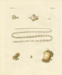 Inälvsmask (färgad gravyr)