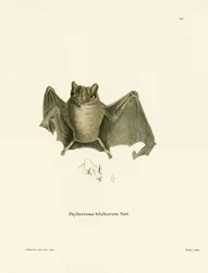 Ipanema Bat (färgad gravyr)