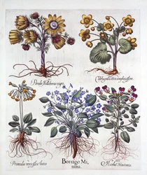 Ipheion Rolf Fiedler Spring Starflower, Marsh Marigold, Pseudo Helleborus, Viola Tricolor och Cowslip, från Hortus Eystettensis, av Basil Besler (1561-1629), pub. 1613 (handfärgad gravyr)