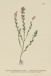 Irländsk ögontröst (Euphrasia Salisburgensis)