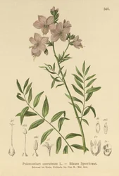 Jacobs Ladder (Polemonium coeruleum, Polemonium blå)
