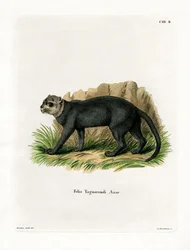Jaguarundi (färgad gravyr)
