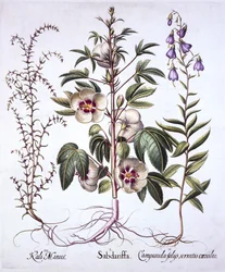 Jamaica Sorrel, Bellflower och Prickly Saltwort, från Hortus Eystettensis, av Basil Besler (1561-1629), pub. 1613 (handfärgad gravyr)