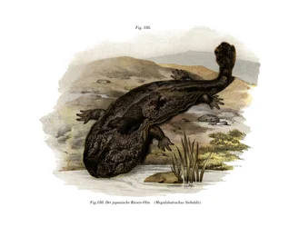Japansk jättesalamander (färg litho)