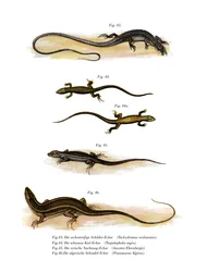 Japansk gräsödla (färg litho)