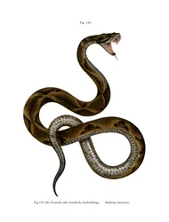 Jararaca (färg litho)