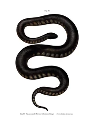 Javan File Snake (litho i färg)
