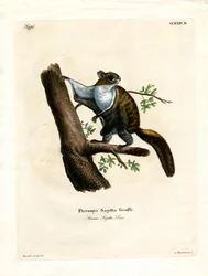 Javan Flying Squirrel (färgad gravyr)