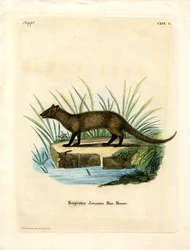 Javan Mongoose (färgad gravyr)